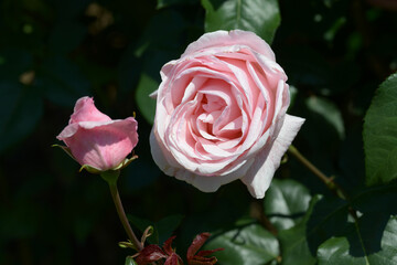 クイーン・エリザベス　バラの花