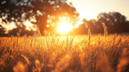 Naklejka premium Golden sunset over a field of wheat (2)