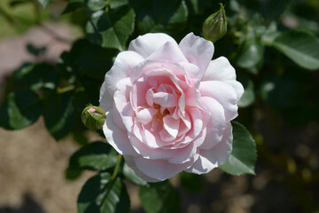 ナターシャ・リチャードソン　バラの花