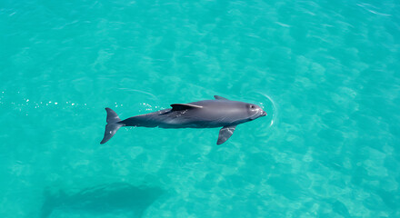 Obraz premium Graceful dolphin glides turquoise waters pristine beauty aquatic wonder