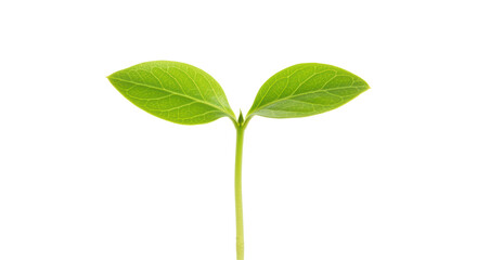 Isolated Young Sprout with Green Leaves