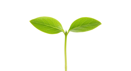 Isolated Young Sprout with Green Leaves