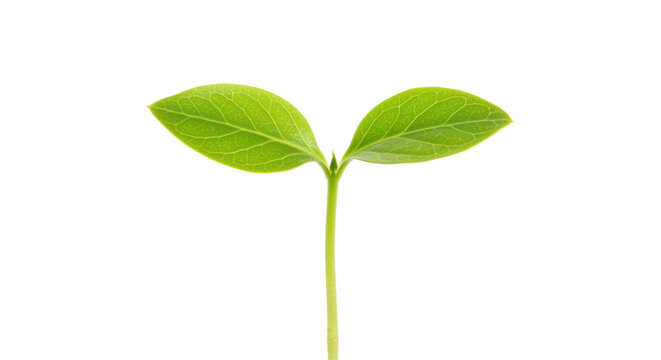Isolated Young Sprout with Green Leaves