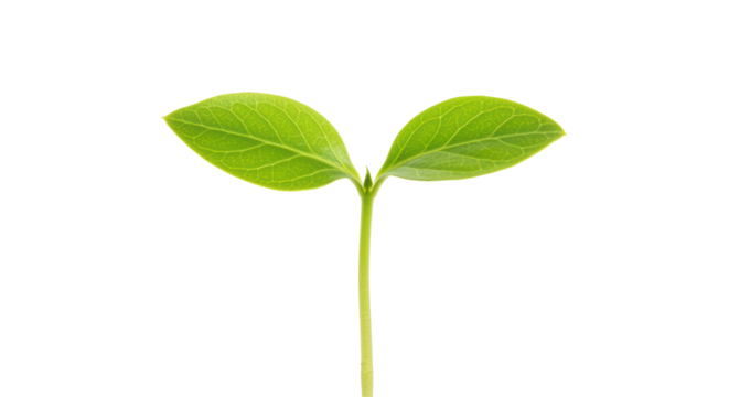 Isolated Young Sprout with Green Leaves