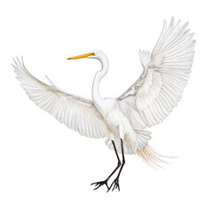 A graceful great egret stretches its magnificent wings against white background.