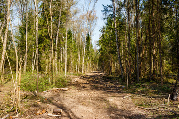 Fototapeta premium Clearing in the forest for the passage of logging equipment