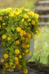 Pourpier ou delosperma jaune dans un récipient en métal