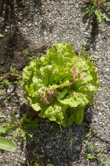 Salade poussant sur le goudron au milieu des mauvaises herbes