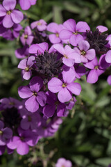 Giroflées mauves