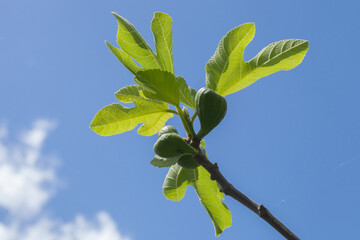 Jeunes figues se détachant sur un ciel bleu