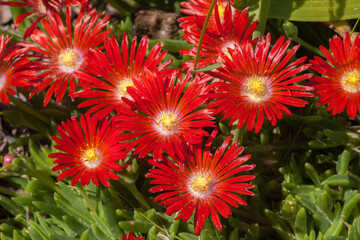 Parterre de fleurs de pourpier