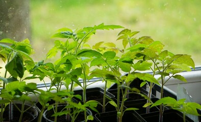 Plastikowe doniczki i sadzonki na pomidory. Rośliny zwrócone w stronę okna. © Adam
