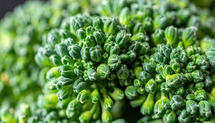 Harvesting fresh broccoli local farm food photography natural light close-up shot healthy eating concept