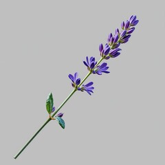 Delicate Lavender Flower on Stem Isolated Against Grey Background