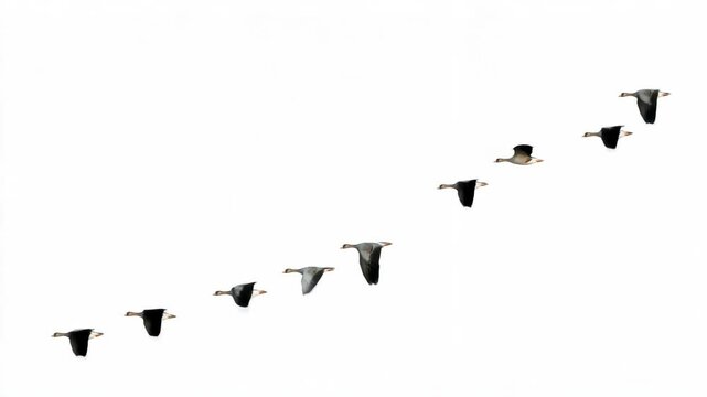 Flock of Greylag Geese in V Formation Soaring Against a Bright White Sky: A Symbol of Teamwork and Leadership