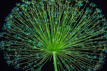 Obraz premium Close-Up of Dandelion Head with Blue Tinged Seeds. Generative AI.