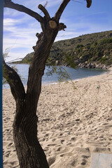 a beach surrounded by nature