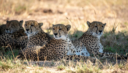 Resting cheetahs