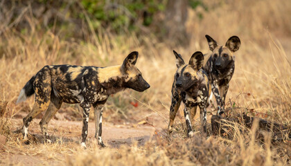 Pack of three wild dogs amidst golden savanna, alert and observant in natural setting