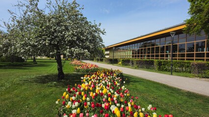 Tulips (Tulipa) are a genus of spring-blooming perennial herbaceous bulbiferous geophytes (having...