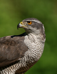 Portrait of a Northern Goshawk (Accipiter gentilis) in The Netherlands