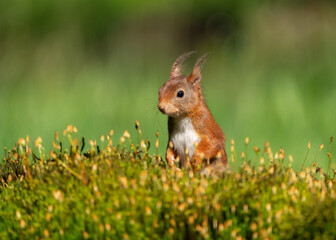 The red squirrel (Sciurus vulgaris)