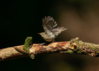 Portrait of a Common Chiffchaff In Spring Light (Phylloscopus collybita)