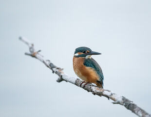 Male Kingfisher Hunting (Alcedo atthis)