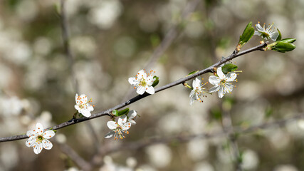 Blossoming Cherry Plum (Prunus cerasifera)