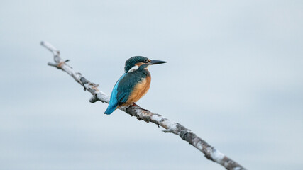 Male Kingfisher Hunting (Alcedo atthis)
