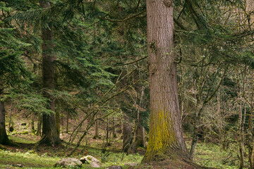 green trees in the forest
