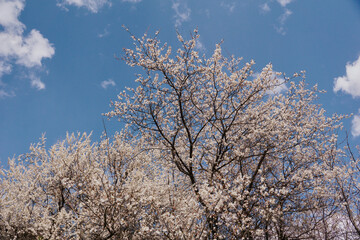 Blooming apricot tree against the sky. White and pink flowers on tree branches in spring, fruit trees bloom