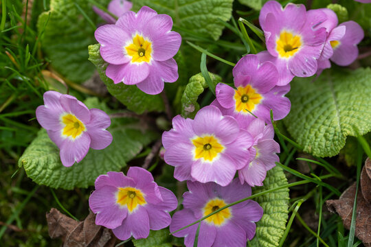 Primev&egrave;res des jardins (Primula vulgaris) de couleur rose et coeur dor&eacute; dans l'herbe. Vivace annon&ccedil;ant le retour du printemps.