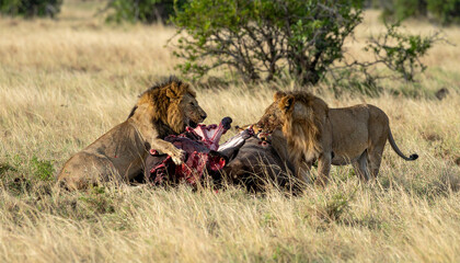 Two lions feast on kill in grassy savannah, trees background, under sunlight