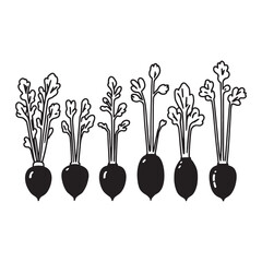 Clean and Elegant Radishes Sketch for Organic Farming Design