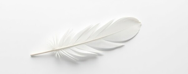 Obraz premium Single white feather, diagonally placed on pure white backdrop Delicate, minimalist , minimal, peace, clean