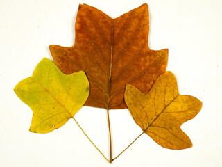 Fototapeta premium Yellow and brown tulip tree leaves in fall color palette against a white background 