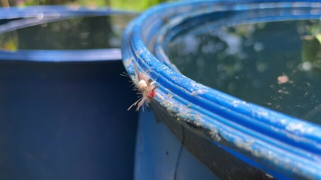 Hairy Caterpillar Olene mendosa Crawling on Blue Surface Poisonous Insect Close-up in Philippines
