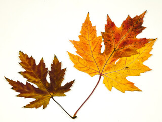 Twig with autumn orange and brown leaves of  sugar maple tree in  fall color palette against a white background  
