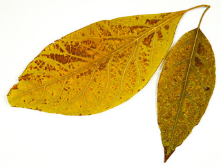 Dried pressed autumn yellow leaves of walnut, autumnal background