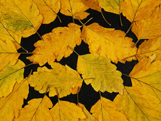 Yellow autumn leaves of swedish whitebeam are on a black paper, background. Pressed flower art, decorative panel.