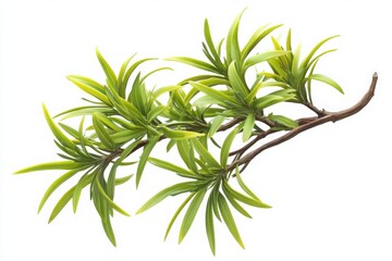 Fototapeta premium Fresh rosemary sprig with needle-like leaves ideal for meat dishes, food styling and culinary herb visuals