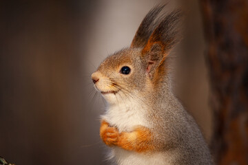 Portrait of a very beautiful squirrel Very close up! Sciurus vulgaris.