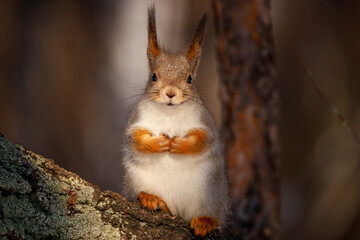 Portrait of a very beautiful squirrel Very close up! Sciurus vulgaris.