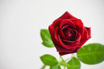赤い薔薇