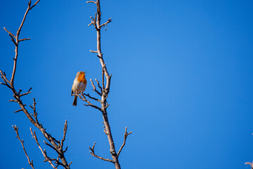 A stunningly beautiful finch sits on a tree branch. Fringílla coélebs 
