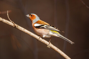 A stunningly beautiful finch sits on a tree branch. Fringílla coélebs 
