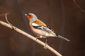 A stunningly beautiful finch sits on a tree branch. Fringílla coélebs 