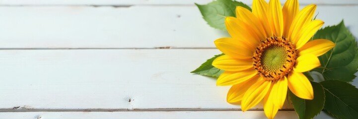 Close-up of vibrant yellow sunflower on rustic white wood , wildflower, still life, closeup