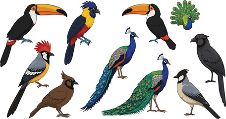 Exotic Birds Vector Collection © Tharindu